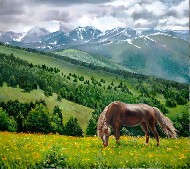 Лошадь в цветущей долине