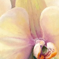 Душистые орхидеи