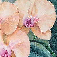 Орхидеи, словно сказочные феи